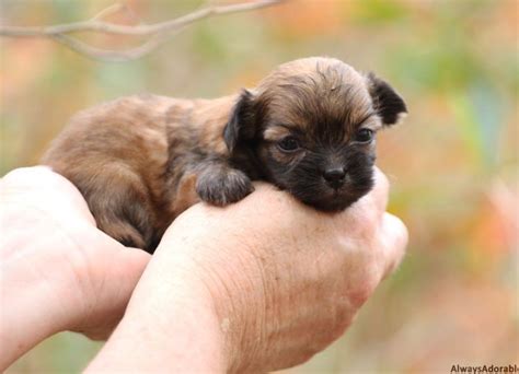 We'll safely and securely deliver your new pup while following all recommendations by the cdc. Check out these puppies in the Tampa Bay area from Always ...