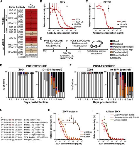 recurrent potent human neutralizing antibodies to zika virus in brazil and mexico cell