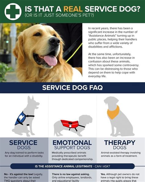 Is That A Real Service Dog Infographic Buffly2dhwqlj
