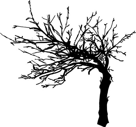 8 Tree Drawing Png Transparent