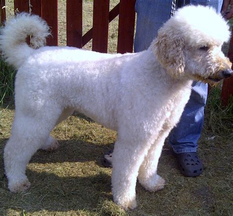 Cream standard poodle available for stud price $500.00 contract available maxwell is a 1 yrs old, 55 pounds standard cream c… more. 10 WEEKS OLD WHITE STANDARD POODLE PUPPY FOR SALE! | Hull ...