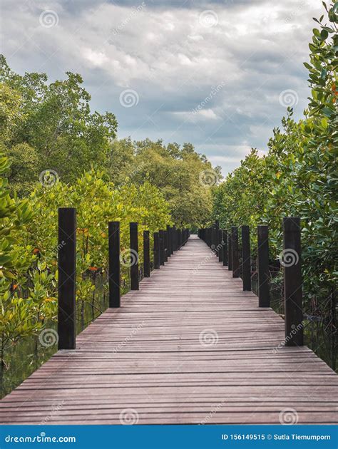 Wooden Bridge Of Walkway Inside Tropical Mangrove Forest Stock Image
