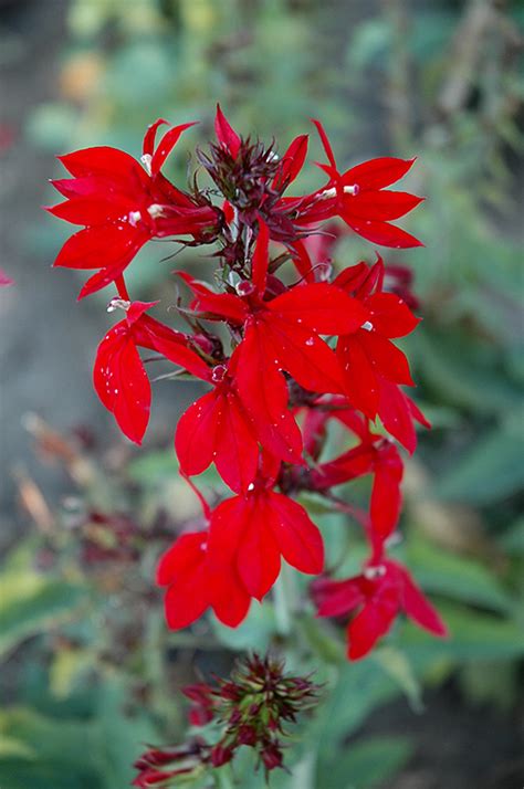 compliment deep red cardinal flower lobelia  speciosa compliment
