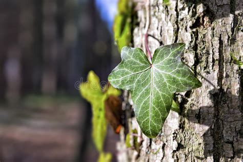 Ivy On A Tree Stock Image Image Of Pattern Creeper 62110083