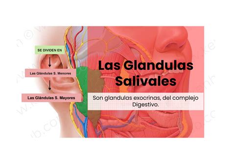 Glandulas Salivales Las Glandulas Salivales Las Glándulas S Menores