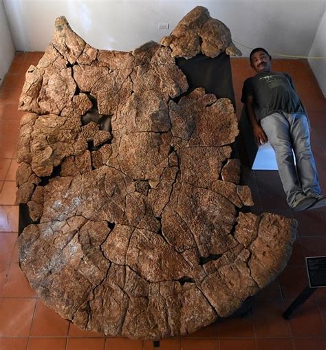 Anna Maria Giant Turtle Fossil Found In South America