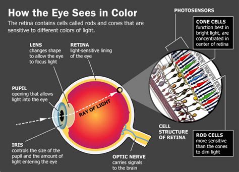 What If My Colors Are Different From Your Colors Siowfa15 Science