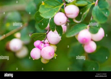 Symphoricarpos Albus Common Snowberry Plant With Pink Berries Stock