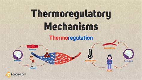 Thermoregulation Physiology And Homeostasis In Humans