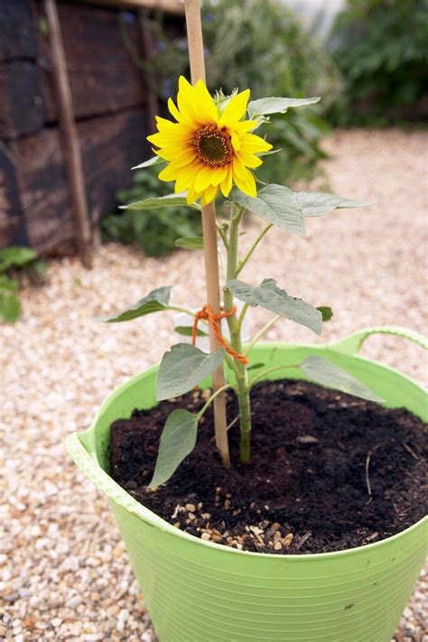 growing sunflowers in containers planting sunflowers planting sunflower seeds growing