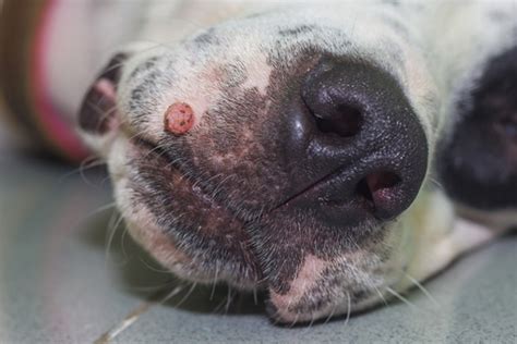 Pink Or Red Spots On Dogs Lips What They Are And What To Do