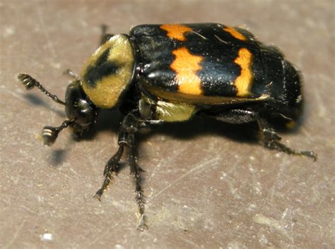 Carrionsexton Beetle Nicrophorus Tomentosus Bugguidenet