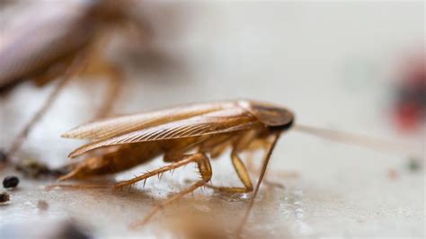 ‘dramatic Spike In Cockroaches Invading Brisbane Homes The Courier Mail