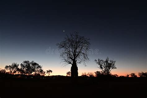 Sunset Over A Boab Tree Silhouette Kimberley Western Australia Stock