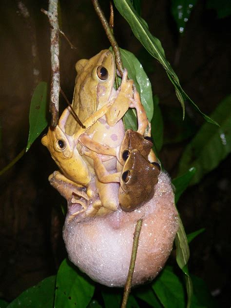 frog sex the australian museum blog