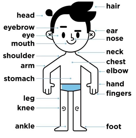Partes del cuerpo en inglés Aprendo en inglés