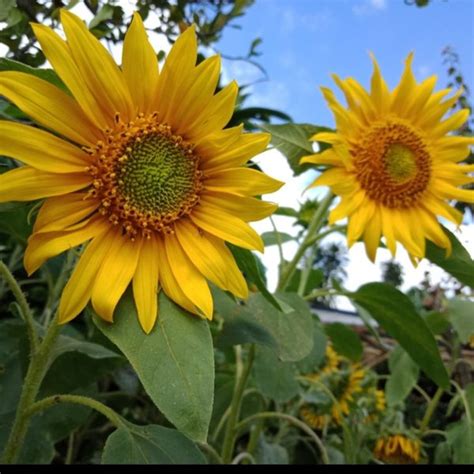 Jual Benih Bibit Bunga Matahari Sunflower Isi 10 Bibit Di Lapak Toko