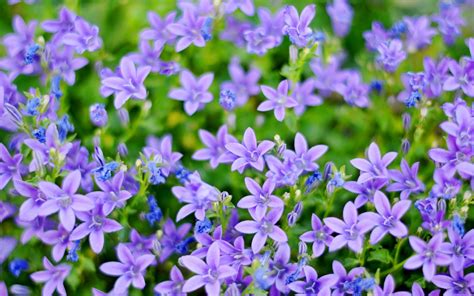Marion G Lebow Plant With Tiny Purple Flowers 22 Purple Flowers For