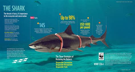 Sharks Infographic Shark Infographic Graphic Poster