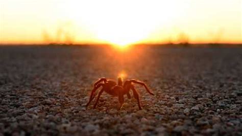 Photos 2022 Tarantula Mating Migration In Southern Colorado Best Travel Tale
