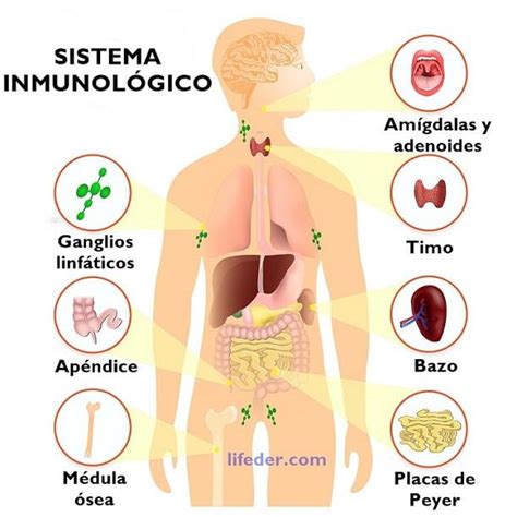 C Mo Est Conformado El Sistema Inmunol Gico