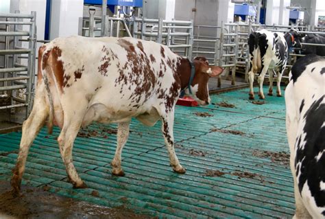 Milk Price Higher Production Push Farmers To Look At Different Feeding
