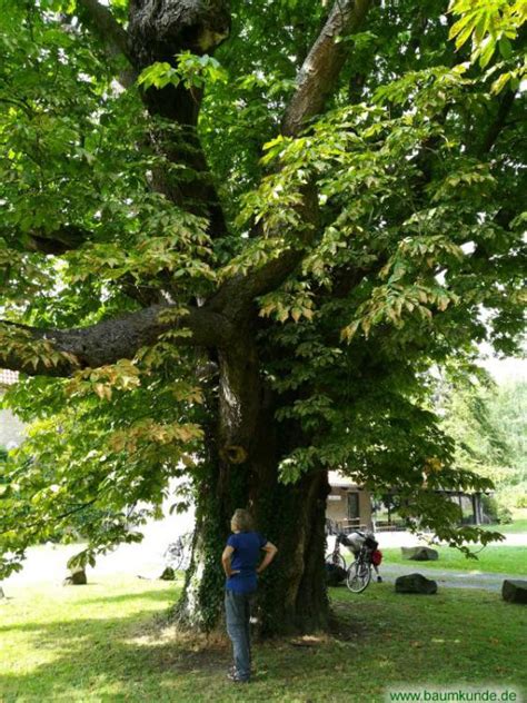 Heute befindet sich in dem gebäude die ruhrakademie, ein ausbildungsinstitut für design, kunst und medien. Roßkastanie am Haus Ruhr in Schwerte