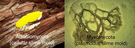Pengertian Dan Jenis Myxomycophyta Jamur Lendir Menurut Ahli Serta