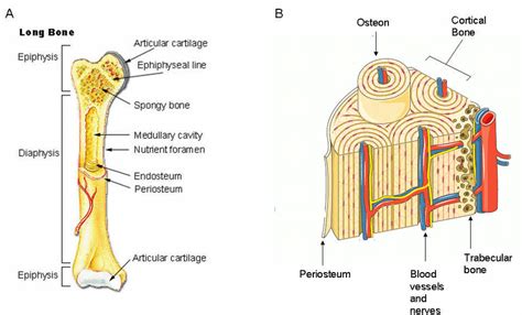 Long Bone Diagram Red Marrow 63 Bone Structure Anatomy And