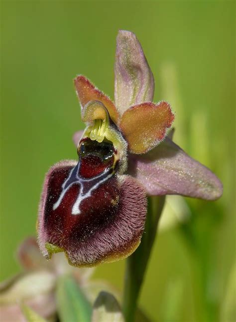 Ophrys Garganica X Ophrys Tenthredinifera Flora Flowers Rare Orchids Unusual Flowers