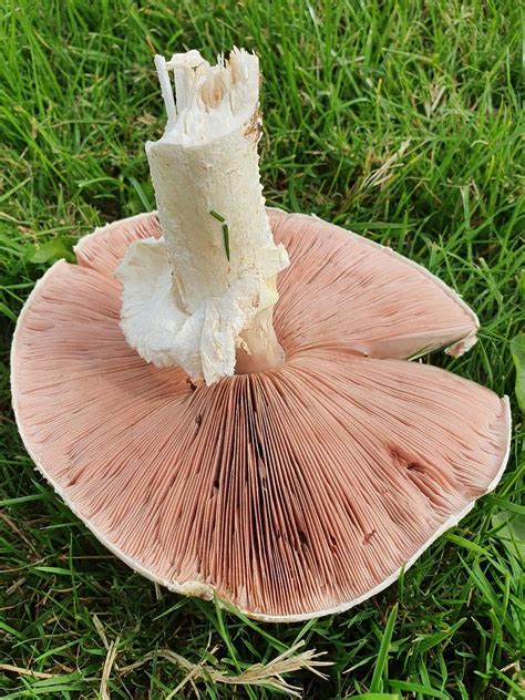 Found My First Prince Mushroom With Lovely Pink Gills Rforaging