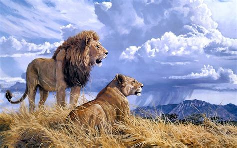 Lion Mountains Clouds Animals Wallpapers Hd Desktop And