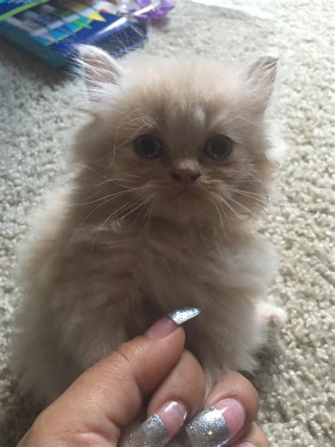 Adopt gizmo a gray or blue persian / mixed cat in powder springs, ga (27778130). Persian Cats For Sale | Atlanta, GA #252360 | Petzlover