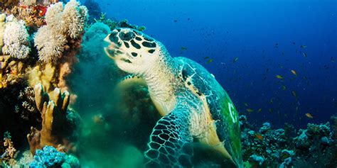 Sea invertebrates, such as sea jellies are also common prey. Hawksbill Sea Turtle | National Wildlife Federation