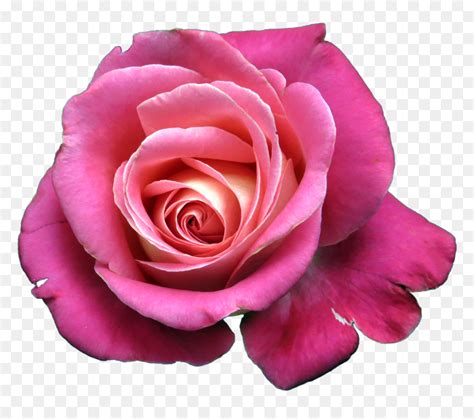 Bunga Mawar Png Vector Clipart Psd Rosas Png Transparent Png Vhv