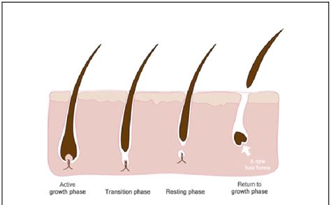 Schematic Of Hair Growth And Hair Loss Stages Download Scientific
