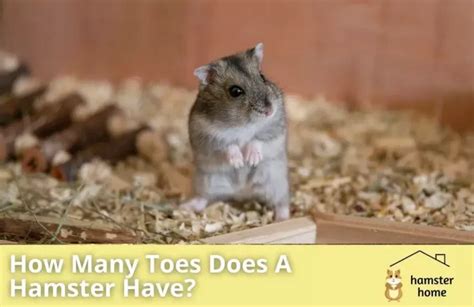 How Many Toes Does A Hamster Have All You Need To Know • Hamster Home