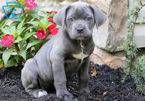 In addition, these are often sterilized before taken home. Bambi | Cane Corso Puppy For Sale | Keystone Puppies