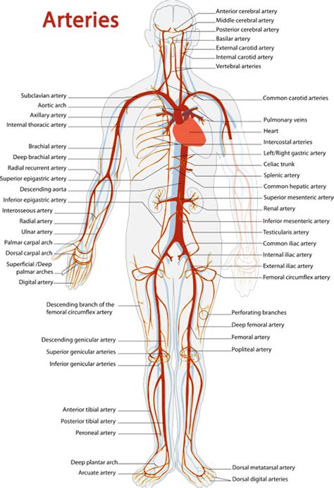 This diagram shows a series of interconnected blood vessels and capillaries. Human Anatomy for health & wellness Unit Plan