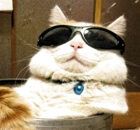 Pin By ♥bu♥ On Tala Cats Cat Memes Cat Glasses