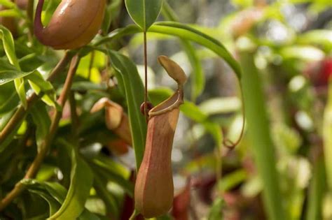 Pitcher plants require consistent moisture and high humidity in order to thrive. How to Care for a Hanging Pitcher Plant: A Complete Guide ...