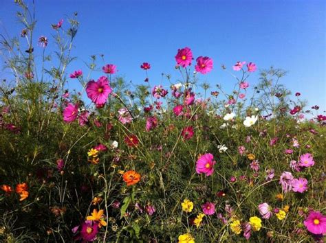 Cosmos How To Plant Grow And Care For Cosmos Flowers The Old