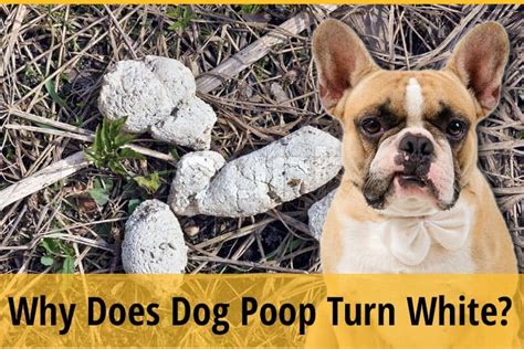 Why Does Dog Poop Turn White 5 Reasons Zooawesome
