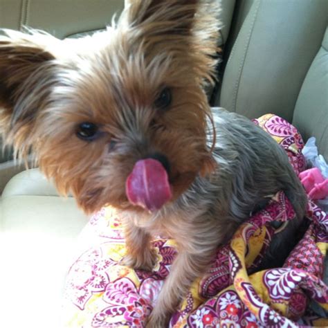 I Love My Yorkie She Needs To Meet My Grand Pup Bu Just