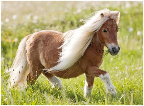 Falabella Pony Pferde Bilder Pferde