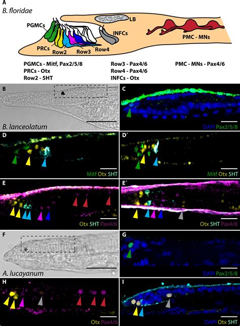 Frontiers Molecular Fingerprint Of Amphioxus Frontal Eye Illuminates