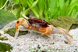 Unterwasser Krabbe "Towuti" - Parathelphusa ferruginea | Krabben & co ...