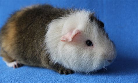 Our Rex Pigs Carmandale Guinea Pigs