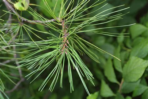 Organic And Fresh Longleaf Pine Needles Pinus Palustris Etsy