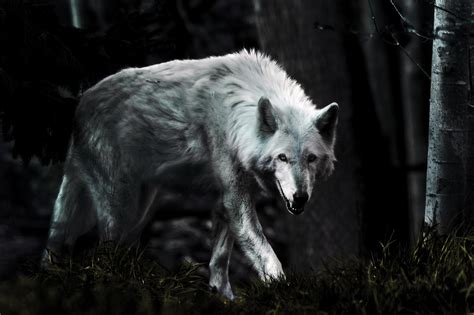 Most Beautiful White Wolf Wallpaper Full Hd Pictures